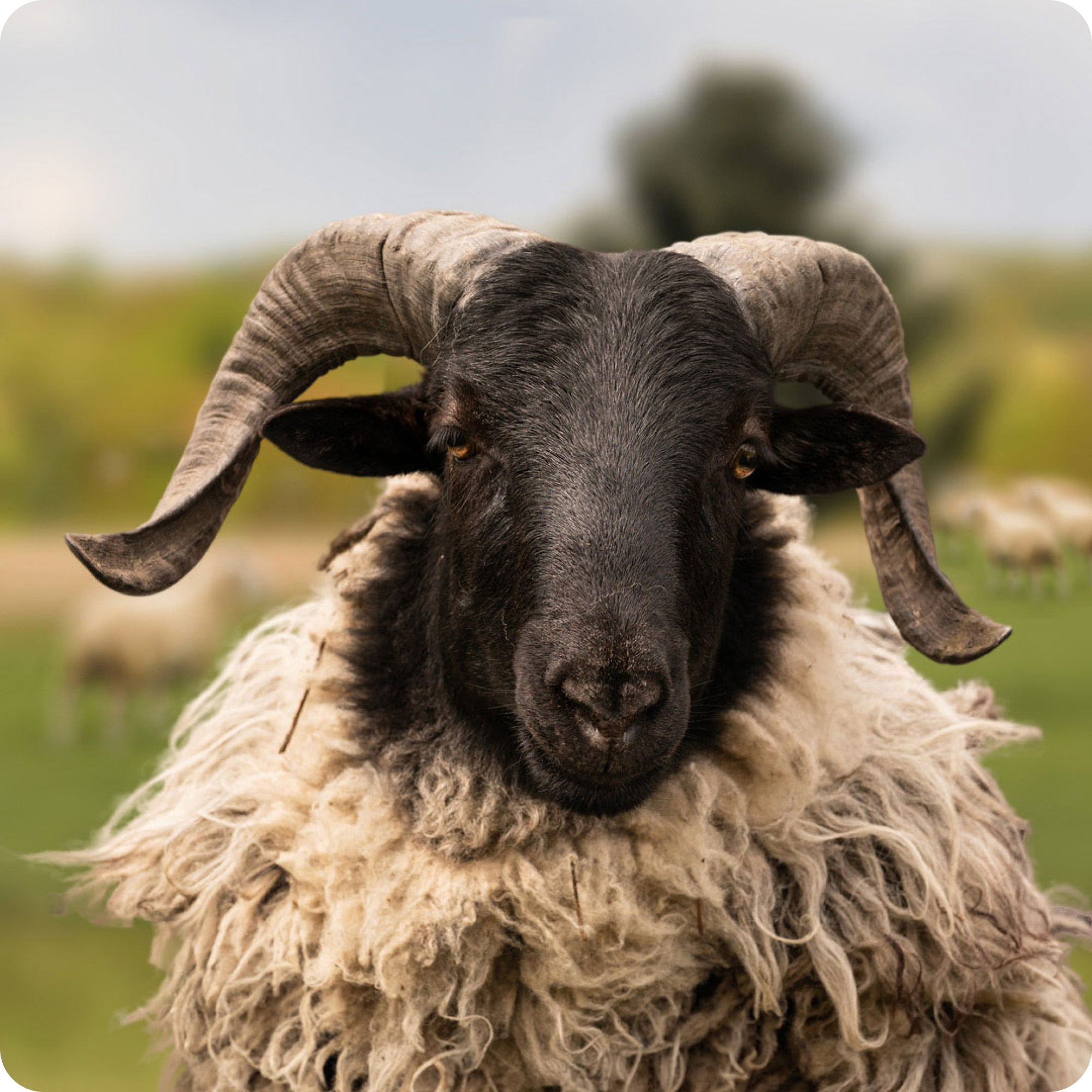 Gey Rams Rainbow Wool Sponsorsheep 🌈🐏