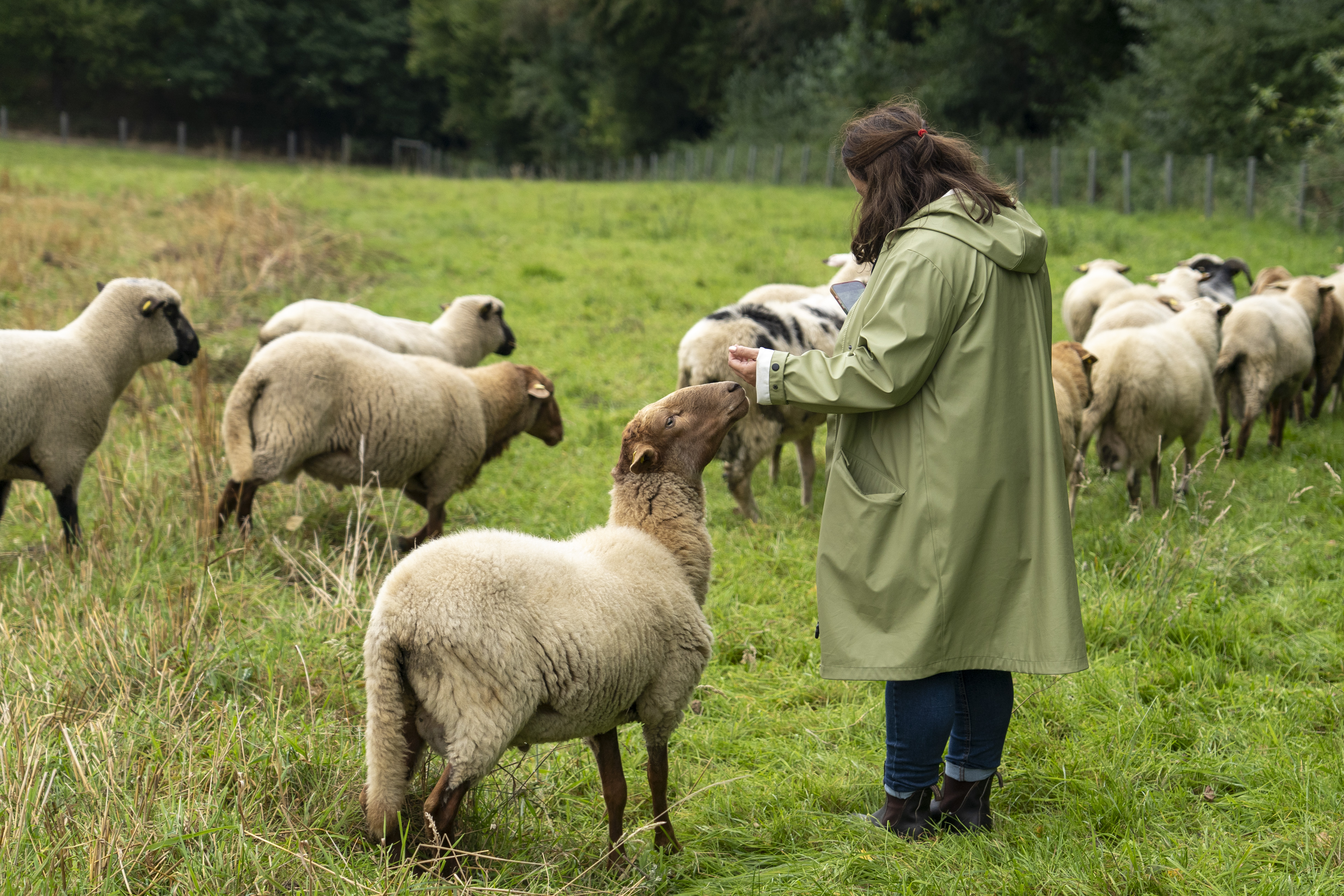 A woman is petting a sheep