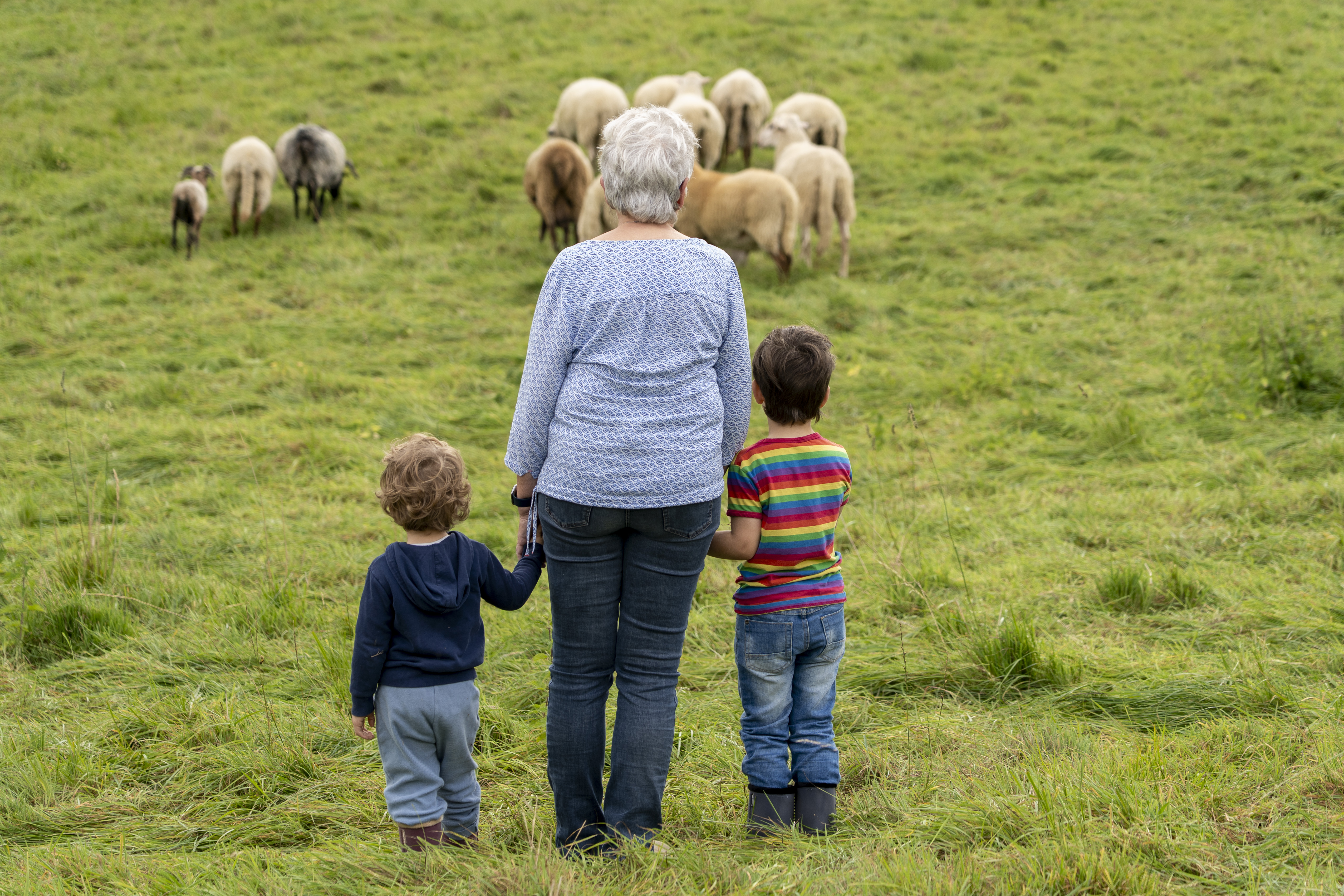 A grandmother and her grandchildren are watching the sheep