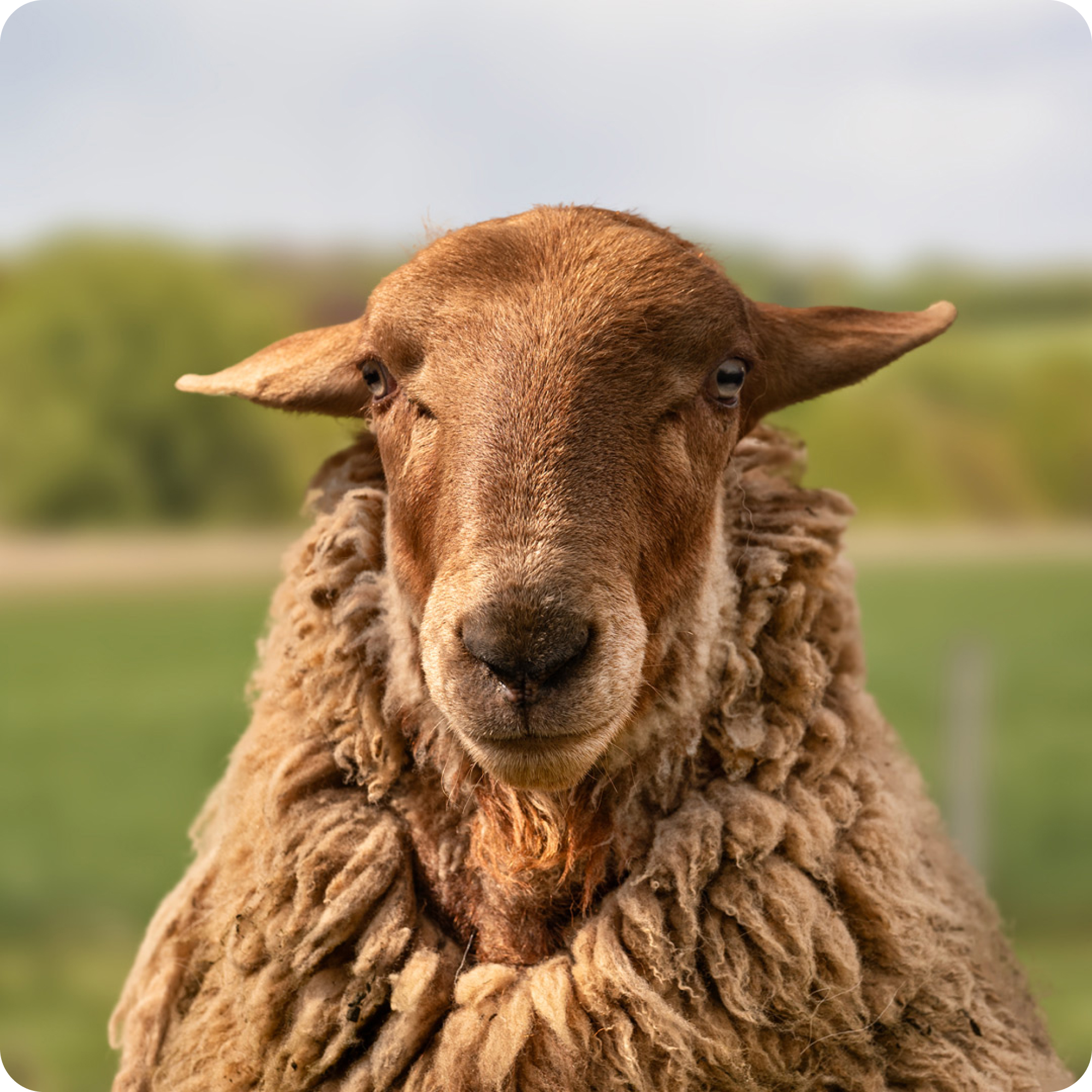 The gay sheep Fridolin von Schaaf from the Rainbow Wool flock looks friendly into the camera.