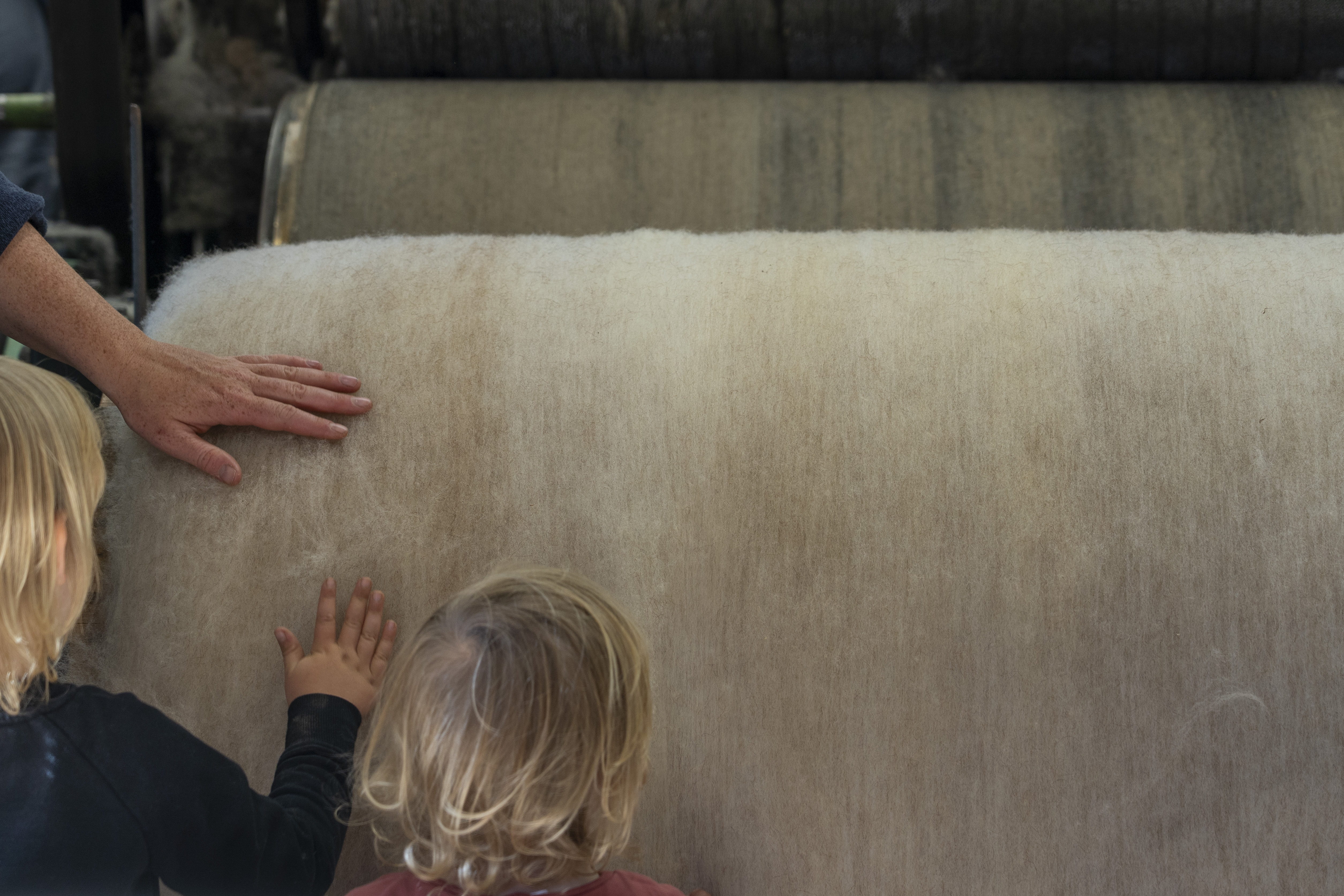 Children touch the sheared wool