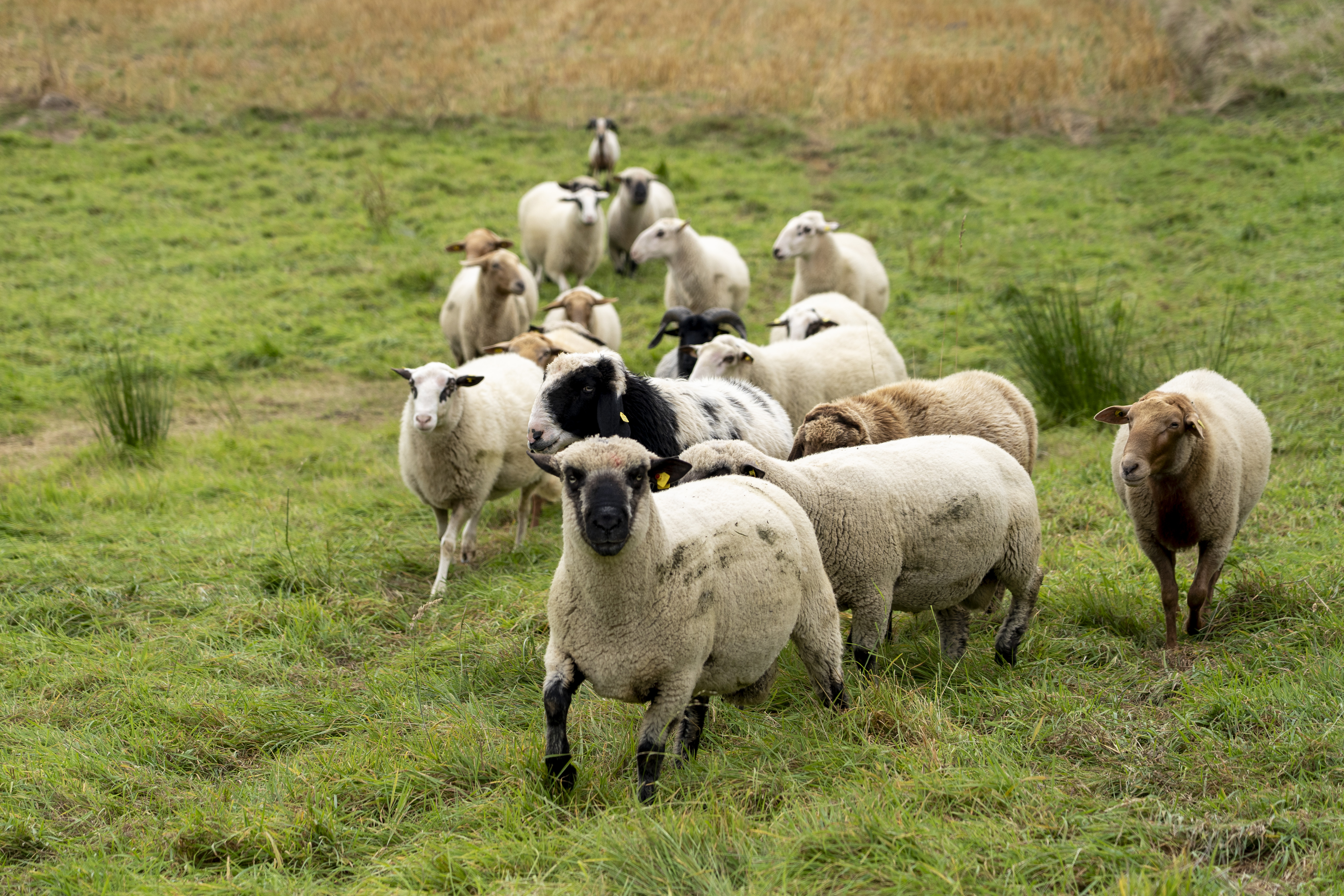 The sheep on the pasture, approaching the group