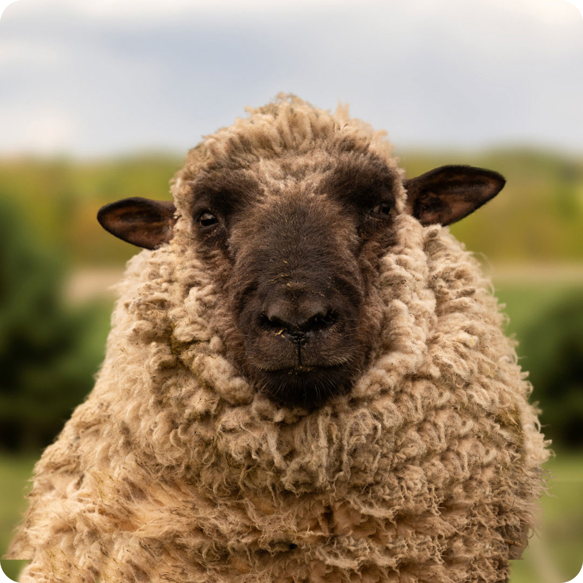 The gay sheep Maehhmet from the Rainbow Wool flock looks friendly into the camera.